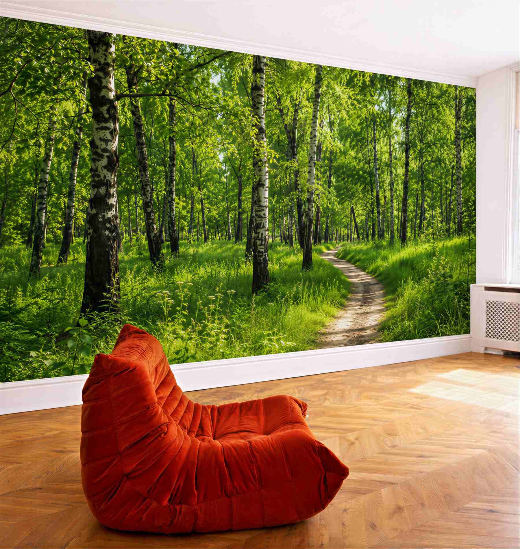 Fototapeta ścieżka przez gaj brzozowy