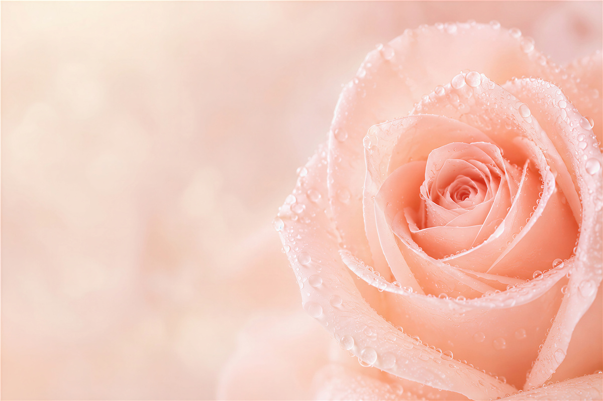 Fototapeta róża pudrowa z kroplami rosy romantyczna