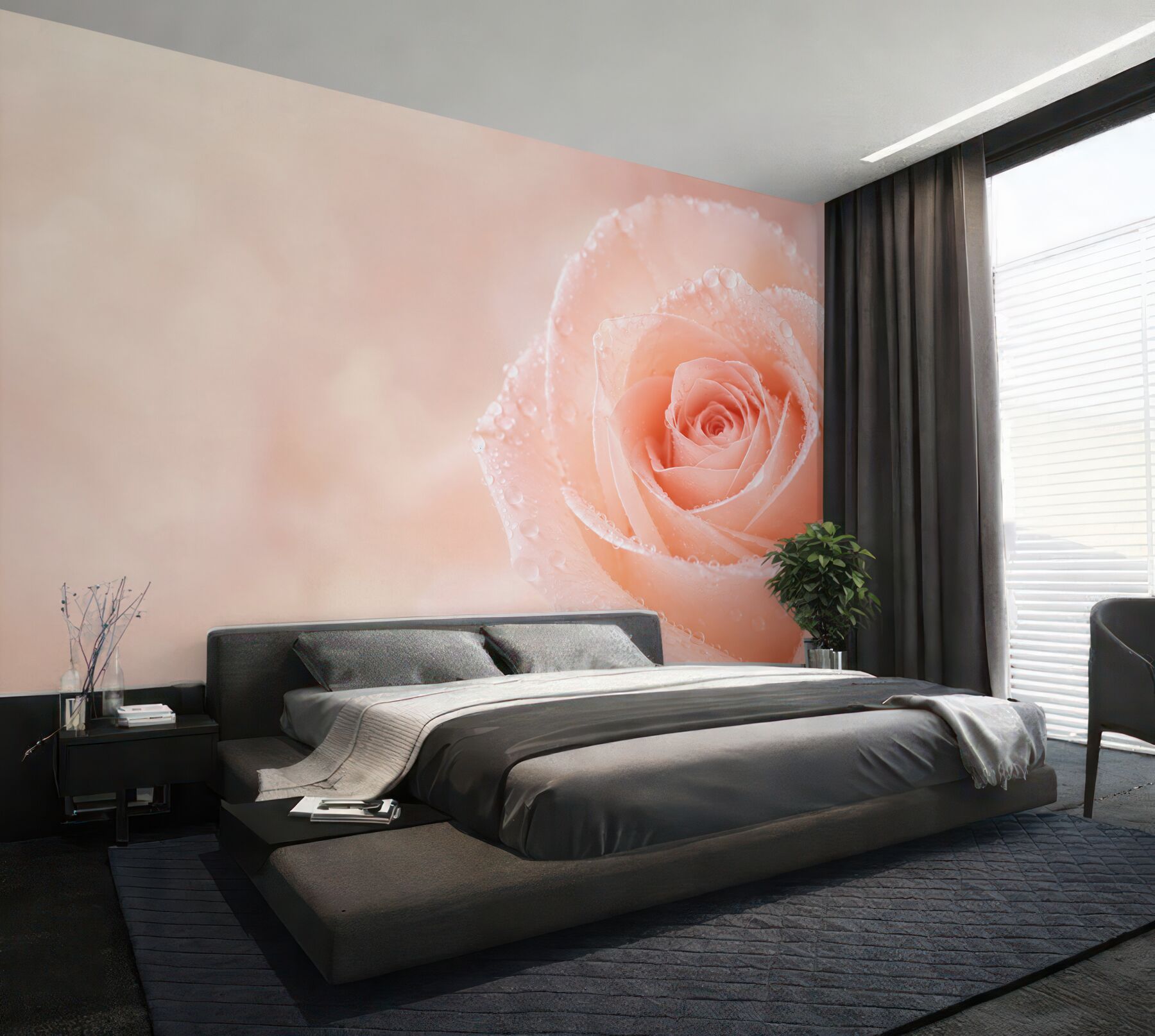 Fototapeta róża pudrowa z kroplami rosy romantyczna?v23