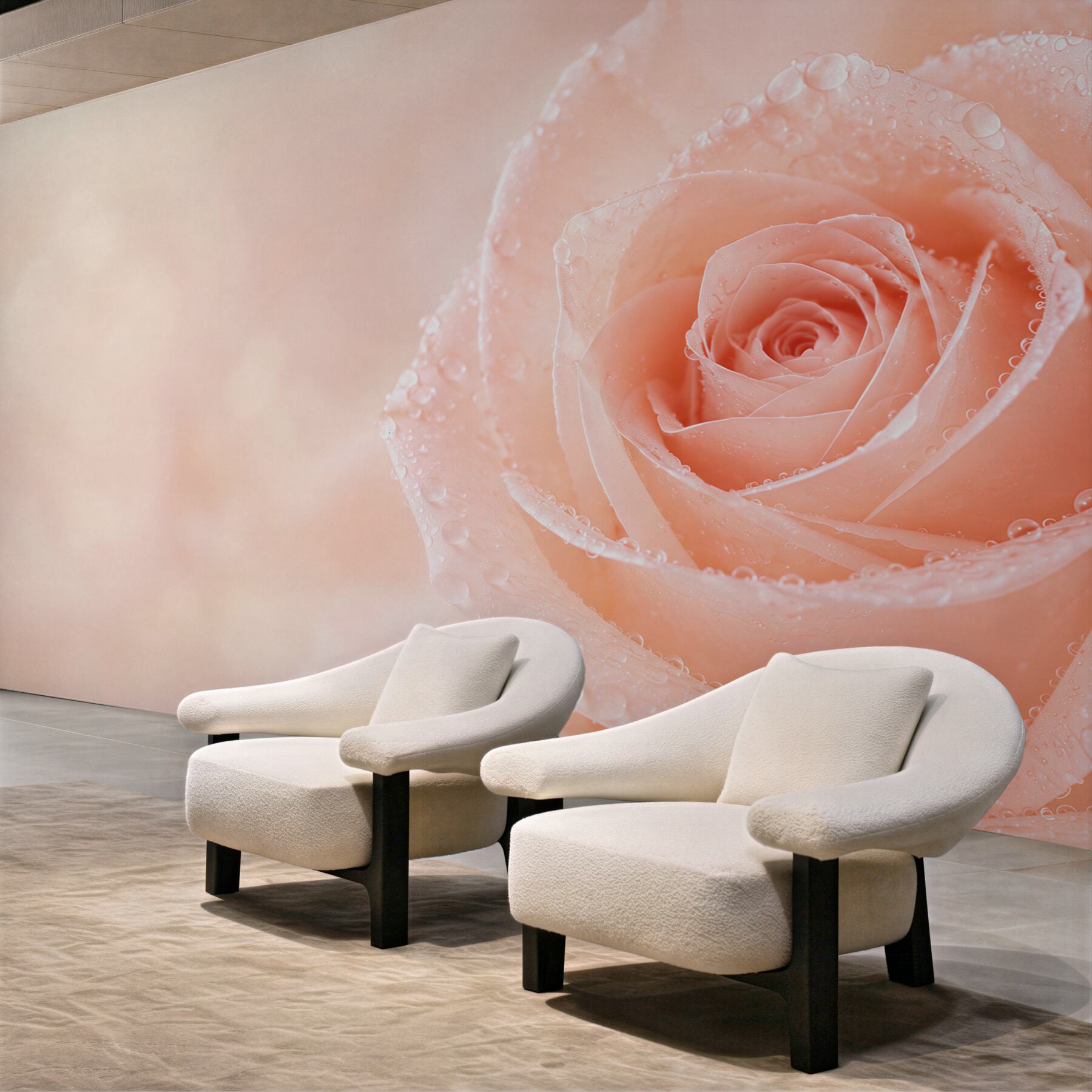 Fototapeta róża pudrowa z kroplami rosy romantyczna?v23