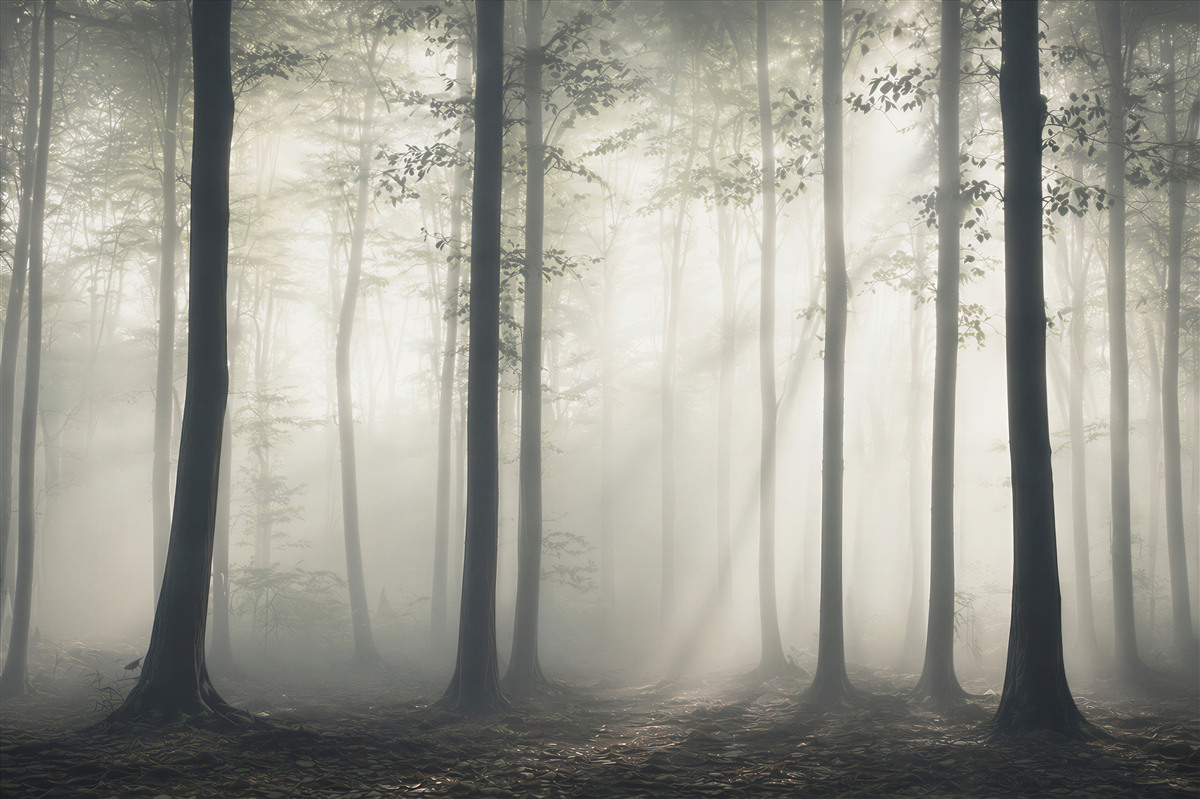 Fototapeta las we mgle z promieniami słońca spokojna natura