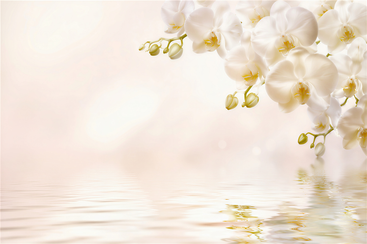 Fototapeta śnieżnobiałe kwiaty orchidei o świcie