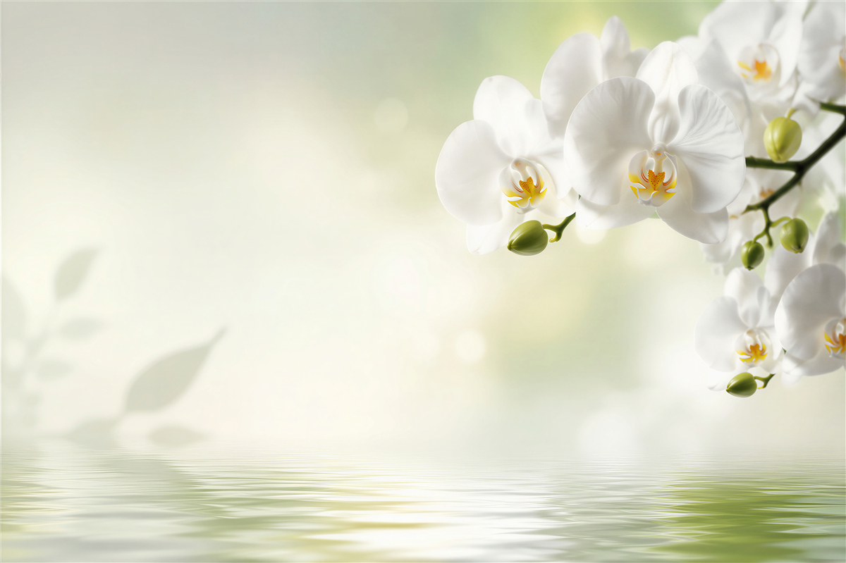 Fototapeta białe kwiaty orchidei w odbiciu w wodzie