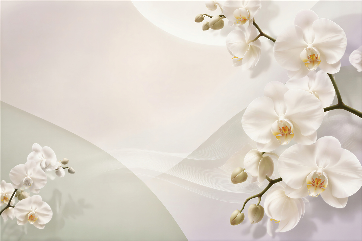 Fototapeta gałęzie białych orchidei na białym tle