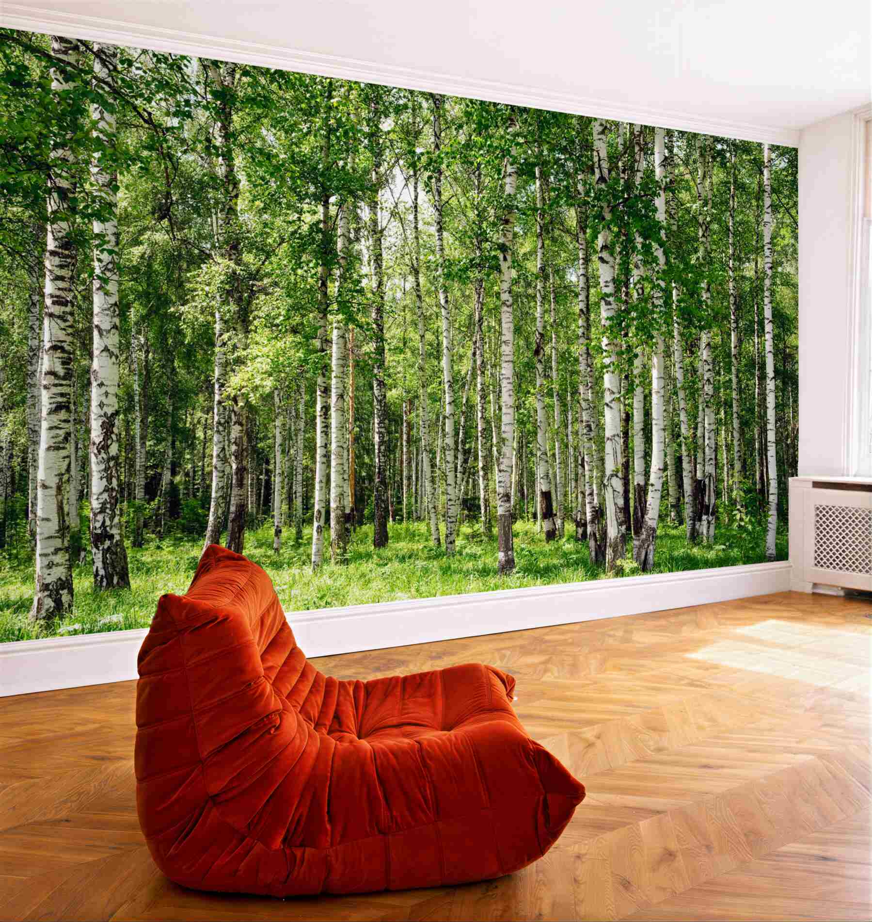 Fototapeta gaj brzozowy?v23