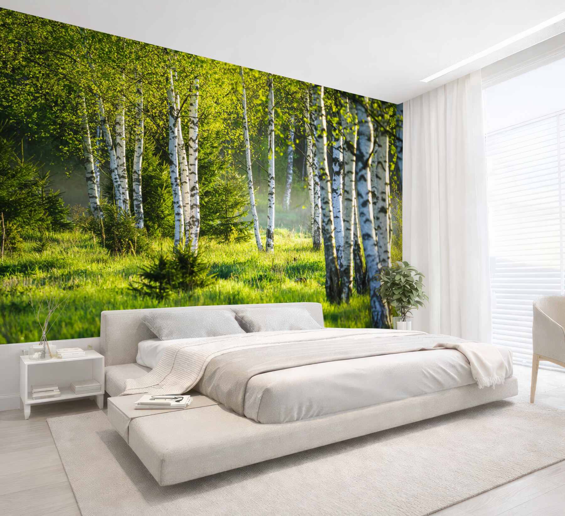 Fototapeta zielone łąki z smukłymi brzozami?v23