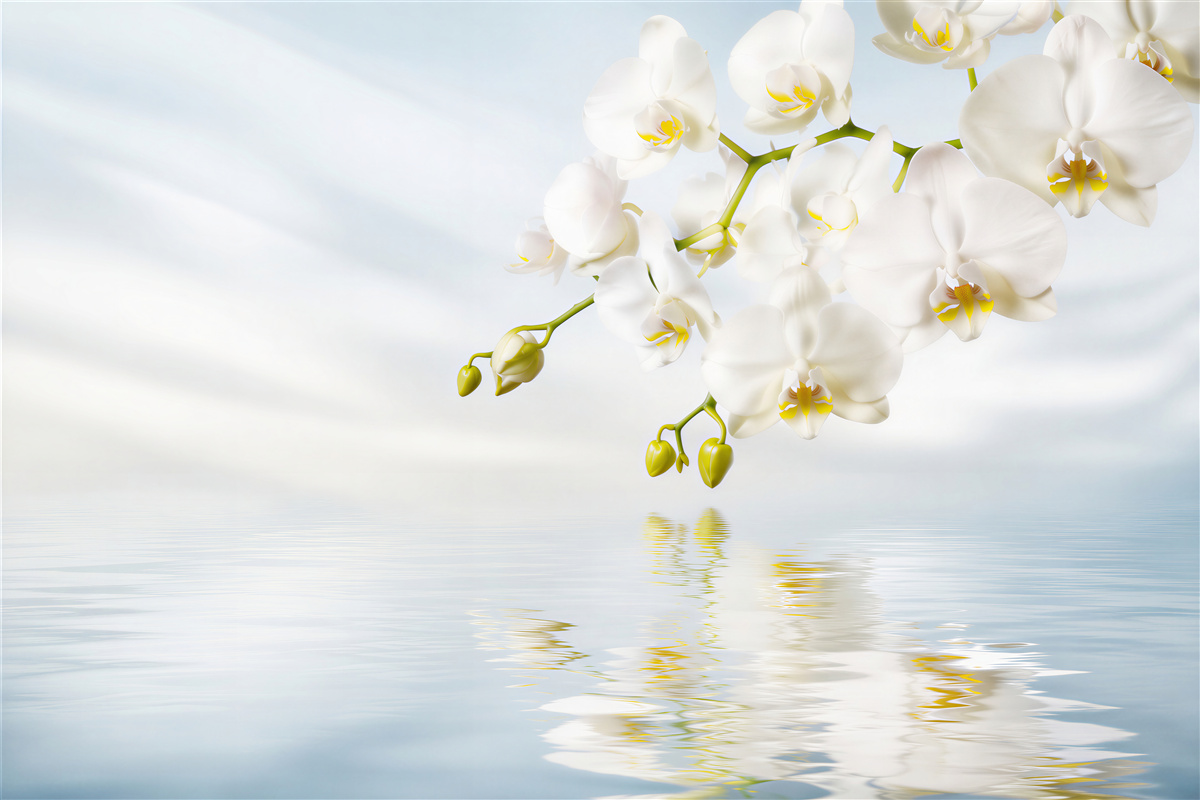 Fototapeta gałąź białej orchidei w pobliżu spokojnej wody