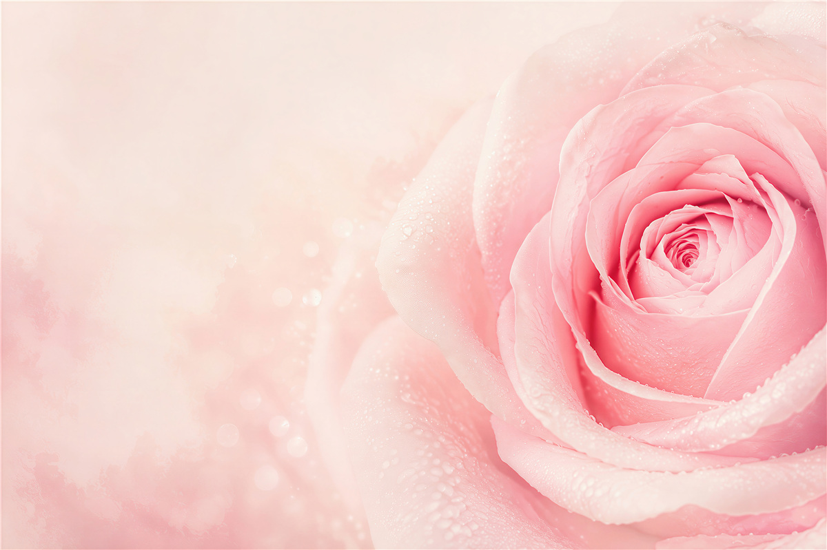Fototapeta różowa róża z kroplami rosy na delikatnym tle