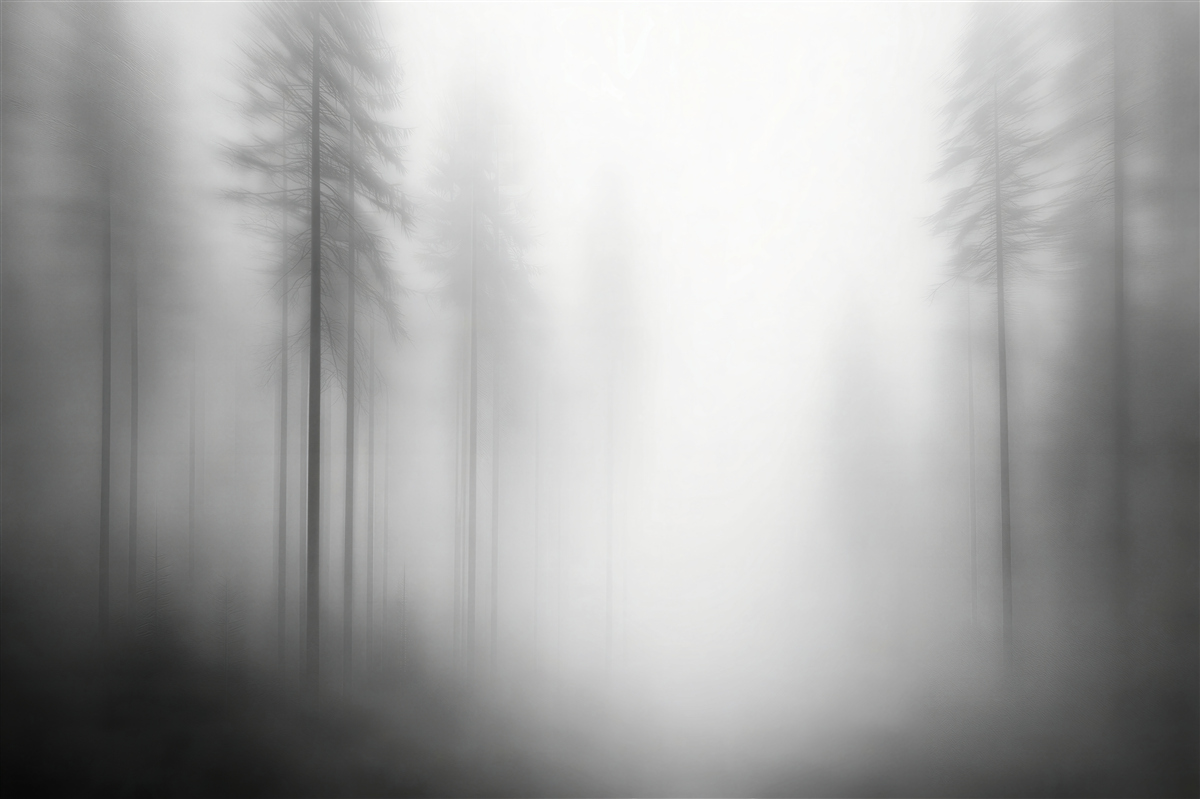 Fototapeta Mglisty las w srebrzystym świetle