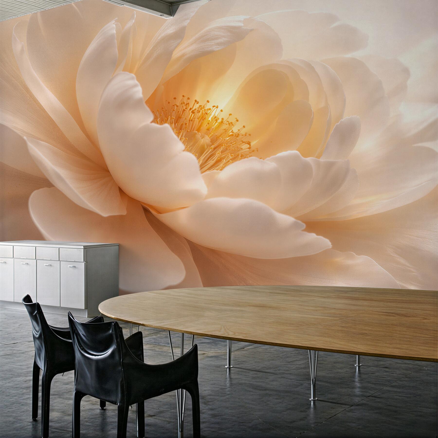 Fototapeta kremowa peonia w Świetle