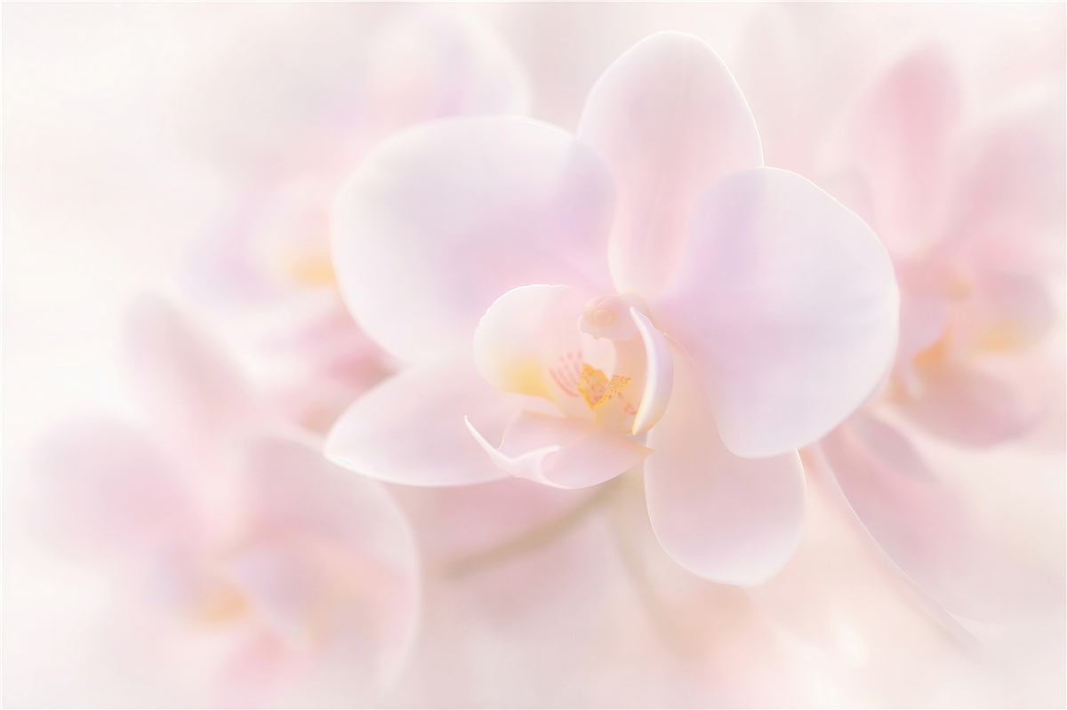 Fototapeta delikatna biała orchidea