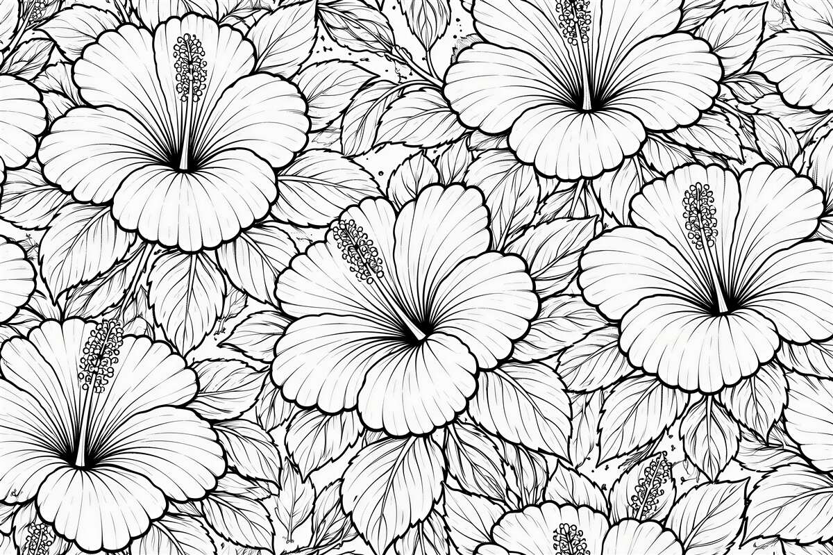 Fototapeta hibiskusy w czarno-białym konturze